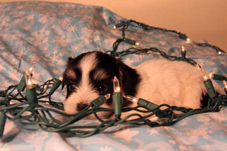 havanese-puppies